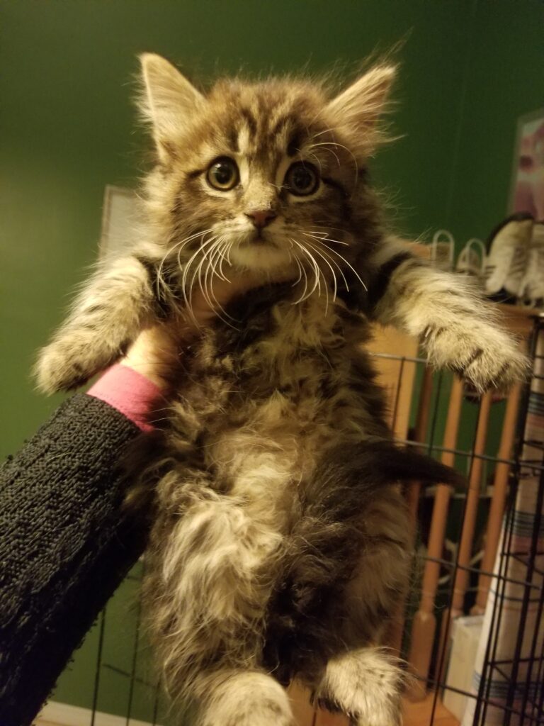 Person holding up a kitten for the camera