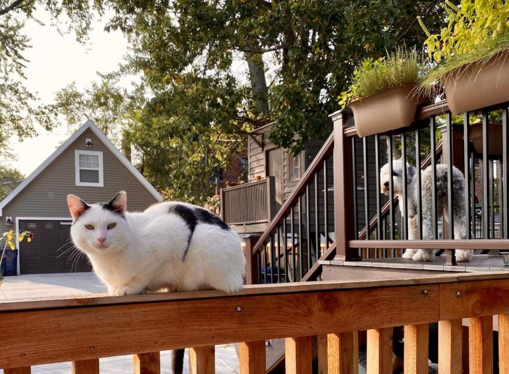 An outdoor cat sitting on a deck railing
