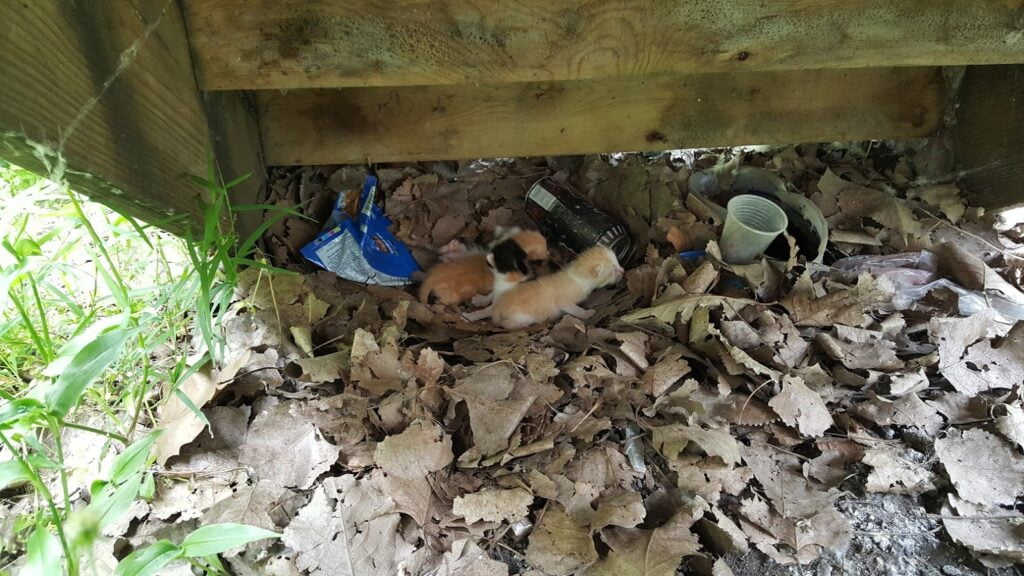 A group of kittens hiding underneath some outdoor steps