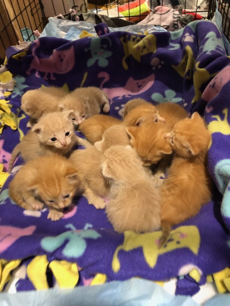 A group of young kittens huddled together on a blanket