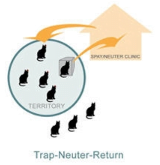 Trap, neuter, and return graphic