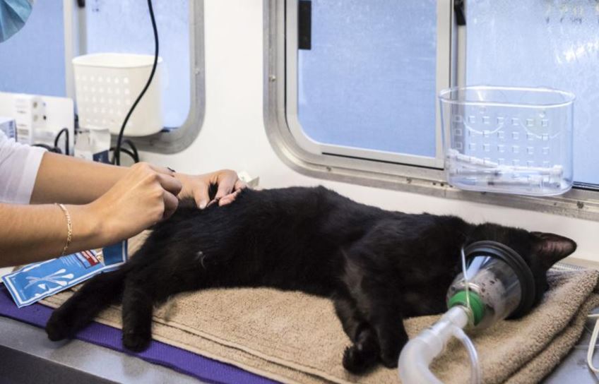 A feral cat at a veterinary clinic being operated on