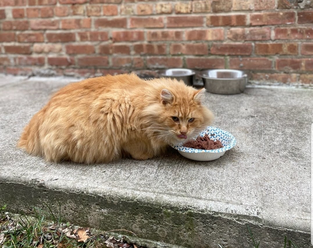 Stray orange can eating out of a dish outside