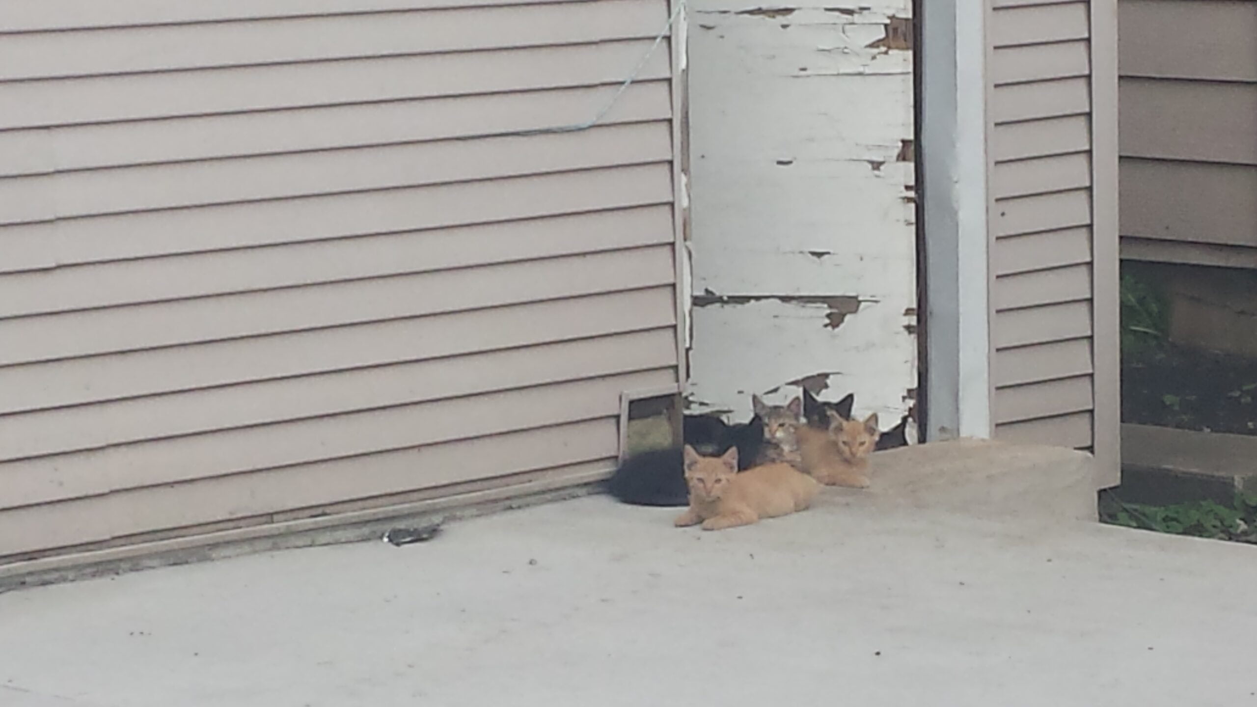 Stray cats outside looking for food