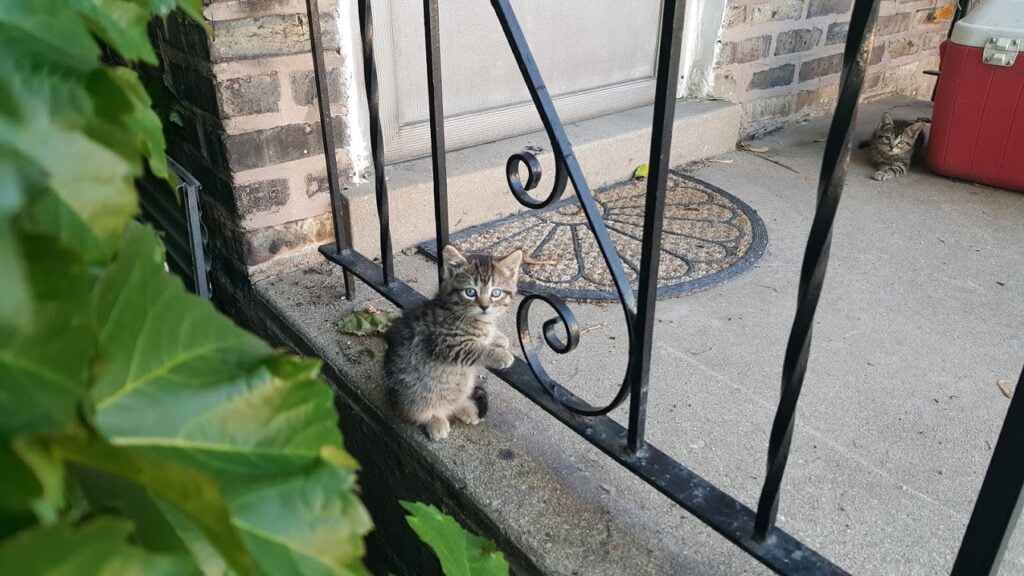 Stray cat outside looking for food