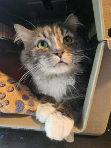 This image has an empty alt attribute; its file name is unnamed-768x1024.jpg