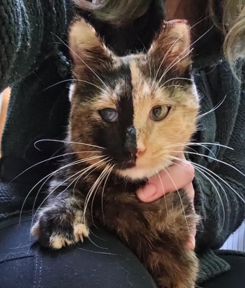 Rosie Enucleation