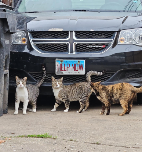 Cats by a car